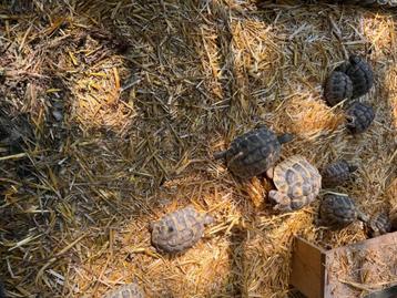 Landschildpadden, Dieren en Toebehoren, Schildpad, 0 tot 2 jaar