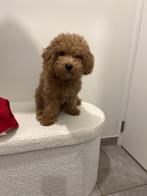 Dwergpoedel, Dieren en Toebehoren, Honden | Retrievers, Spaniëls en Waterhonden, België, Particulier, 15 weken tot 1 jaar, CDV (hondenziekte)