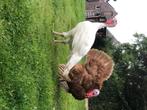 GEZOCHT: rode ardenner hen, Dieren en Toebehoren, Vrouwelijk