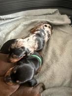 Dapple dwergteckel pup, Dieren en Toebehoren, Honden | Teckels en Dashonden, België, CDV (hondenziekte), 8 tot 15 weken, Korthaar