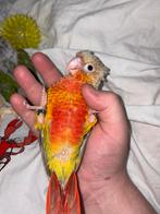 Pyrrhura eam, Mâle, Perroquet