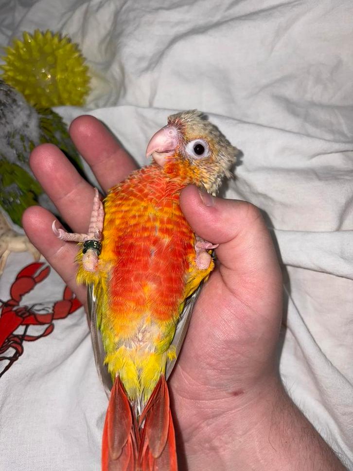 Pyrrhura eam, Animaux & Accessoires, Oiseaux | Perruches & Perroquets, Perroquet, Mâle