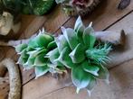 Bloemstuk / bloemen op boomstam / boomstronk met bloemen, Ophalen of Verzenden, Nieuw