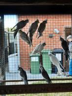 Valkparkieten 2025, Meerdere dieren, Parkiet, Geringd