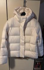 Winterjas Tommy Hilfiger, Enlèvement, Neuf, Taille 36 (S)