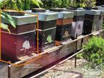Colonies abeilles Buckfast avec ruche Dadant 12 cadres, Gebruikt, Ophalen