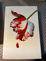 Stephenie Meyer - Nieuwe maan, Enlèvement, Stephenie Meyer