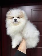 Superbes petits chiots pomériens (tête d'ours), Particulier, Loulou, 8 à 15 semaines, Plusieurs