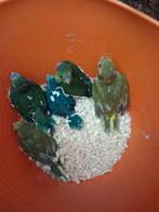 Kakariki Jonge 2026 voor tam te maken, Perruche, Bagué