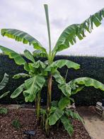 Musa basjoo (Japanse vezelbanaan), Ophalen, Lente, Vaste plant, Volle zon