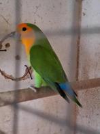 Rosei colli koppeltjes, Dieren en Toebehoren, Vogels | Parkieten en Papegaaien, Meerdere dieren, Dwergpapegaai of Agapornis, Geringd