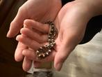 Baby korenslang te koop, Dieren en Toebehoren, Slang, 0 tot 2 jaar