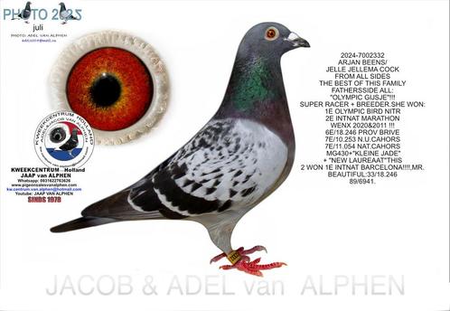 Postduif nr 332 M, Dieren en Toebehoren, Vogels | Duiven, Postduif