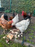 Te koop: 6 kippen, 1 haan, 2 kuikens + kippenhok –, Dieren en Toebehoren, Meerdere dieren, Kip