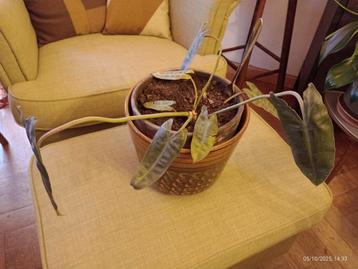 Philodendron groene kamerplant (moederplant) beschikbaar voor biedingen