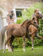 Kwaliteitsvolle AMHA/AMHR /NMPRS veulens, Dieren en Toebehoren, Hengst