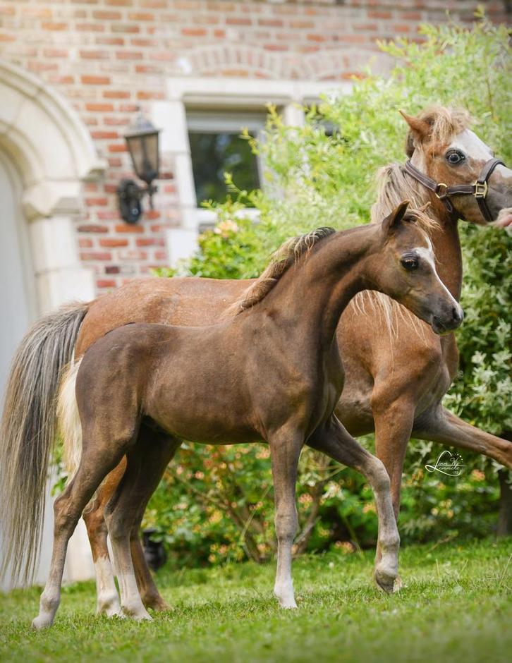 Kwaliteitsvolle AMHA/AMHR /NMPRS veulens, Dieren en Toebehoren, Paarden, Hengst