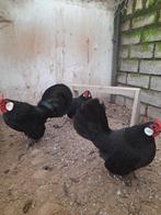 Java krielen te koop, Dieren en Toebehoren, Pluimvee, Meerdere dieren, Kip