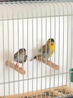 Koppel sijzen, Dieren en Toebehoren, Vogels | Toebehoren, Ophalen