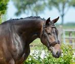 3 jr ruin Livius x San Remo, Gechipt, Ruin, Dressuurpaard, 3 tot 6 jaar