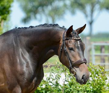 3 jr ruin Livius x San Remo beschikbaar voor biedingen