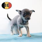 Chihuahua à poil court plein de vie et d'amour à vendre, Animaux & Accessoires, Commerçant, Chien (mâle), Belgique, 8 à 15 semaines
