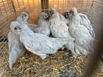 Ameraucana lavendel, Dieren en Toebehoren, Pluimvee