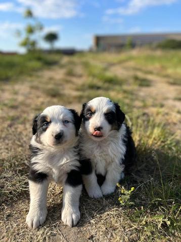 Prachtige Australische herder pups (aussie) beschikbaar voor biedingen