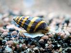 Helenaslakken, Dieren en Toebehoren, Vissen | Aquariumvissen, Slak of Weekdier