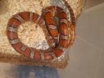 2.0 66% scaleless palmetto, Dieren en Toebehoren