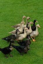 Barberie eend, Dieren en Toebehoren, Eend