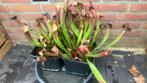 Sarracenia 2x, Tuin en Terras, Planten | Tuinplanten, Ophalen