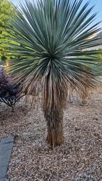 Grote Yucca Rostrata, Tuin en Terras, Planten | Bomen, Ophalen