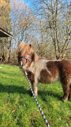 Shetlander te koop, Dieren en Toebehoren, Ophalen of Verzenden