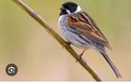 1-1 rietgors, Plusieurs animaux, Oiseau chanteur sauvage, Bagué