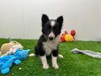Shetland Sheepdog pups, 8 tot 15 weken, CDV (hondenziekte), Meerdere, Meerdere dieren