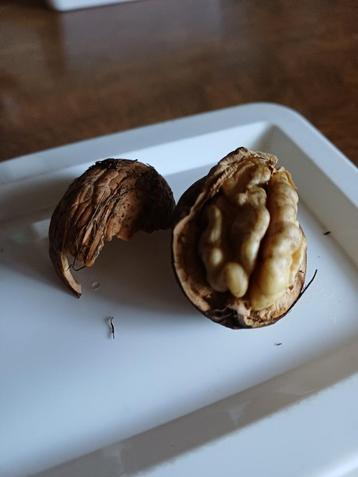 Okkernoten/walnoten lot van 7 kg beschikbaar voor biedingen