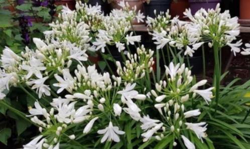 Witte agapanthus, bloei voor volgend jaar , vanaf 3 euro, Jardin & Terrasse, Plantes | Jardin, Plante fixe, Autres espèces, Plein soleil