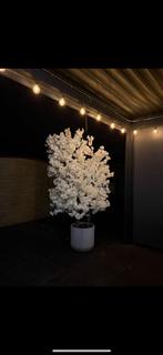 Witte Bloesemboom – Pure Elegantie, Ophalen