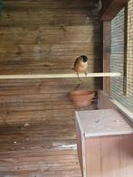 Goudvink man, Dieren en Toebehoren, Vogels | Overige Vogels