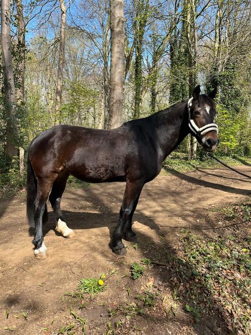 Knappe D-pony te koop, Dieren en Toebehoren, Pony's, Merrie, D pony (1.37m tot 1.48m), 11 jaar of ouder