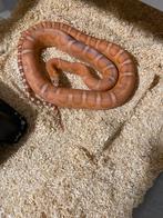 1.0 Scaleless…. 0.1 caramel …..  korenslang koppel, Dieren en Toebehoren