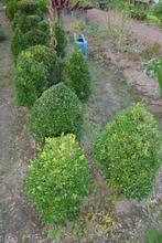 Gezonde BUXUS planten, Tuin en Terras, Planten | Tuinplanten, Ophalen, Vaste plant, Overige soorten