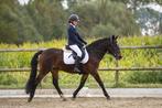 Brave beginnerspony - merrie, Dieren en Toebehoren, Pony's, Merrie, Met stamboom, 11 jaar of ouder, Recreatiepony