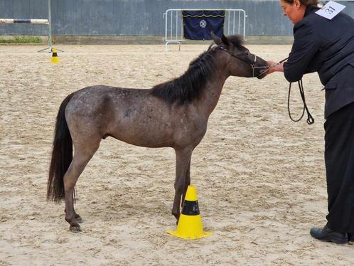 AMHA / BMP 2 jarige hengst, Dieren en Toebehoren, Paarden, Hengst, Niet van toepassing, Minder dan 160 cm, 0 tot 2 jaar, Met stamboom