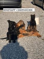 Mechelse herderspuppy’s, Ophalen, Nieuw