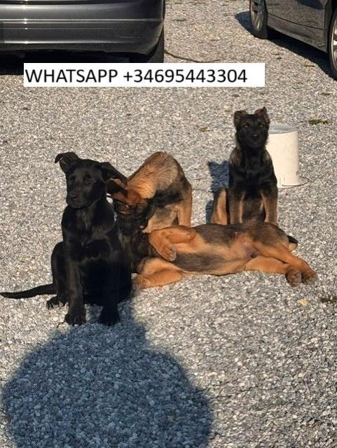 Mechelse herderspuppy’s, Dieren en Toebehoren, Honden-accessoires, Nieuw, Ophalen