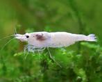Crevette neocaridina Snowstrom, Enlèvement