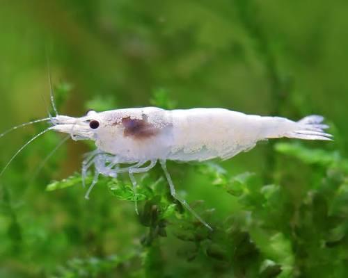 Crevette neocaridina Snowstrom, Dieren en Toebehoren, Vissen | Aquaria en Toebehoren, Ophalen