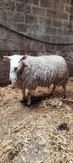 Schapen voor Offerfeest, Dieren en Toebehoren